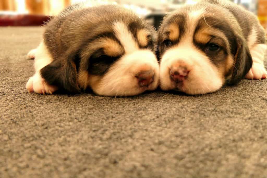 a couple of puppies laying on top of a carpet